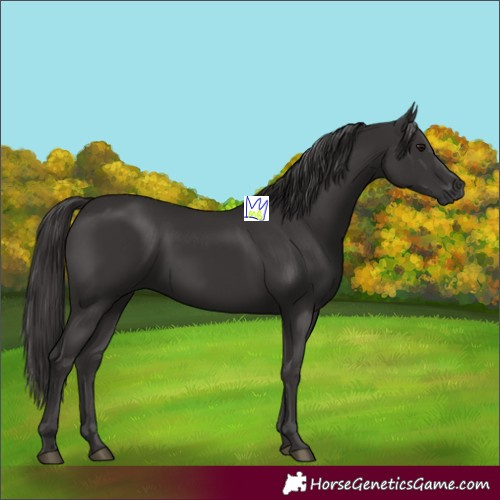 Horse Color:Smoky Black 
