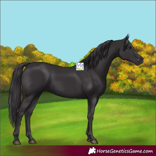 Horse Color:Smoky Black 