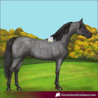 Horse Color:Smoky Blue Roan 