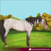 Horse Color:Sable Champagne Roan 