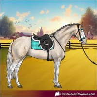 Horse Color:Silver Buckskin Roan Splash 
