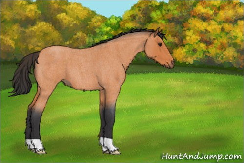 Horse Color:Bay Roan 