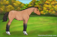 Horse Color:Bay Roan 