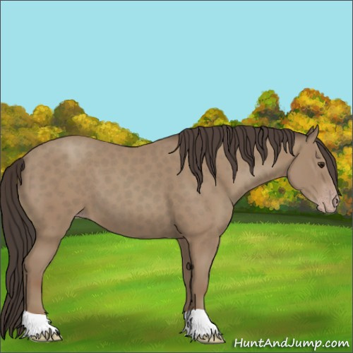 Horse Color:Classic Champagne 