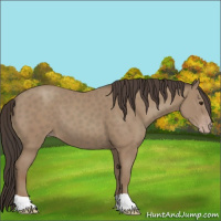 Horse Color:Classic Champagne 