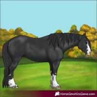 Horse Color:Black 