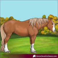 Horse Color:Chestnut 