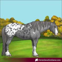 Horse Color:Black Appaloosa 