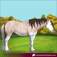 Horse Color:Bay Roan Splash 