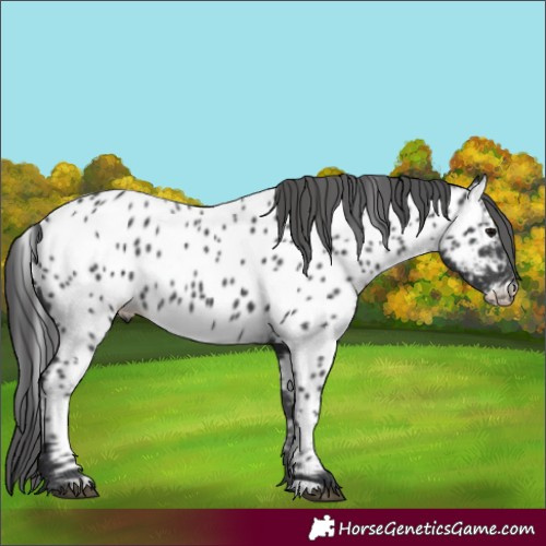 Horse Color:Black Appaloosa