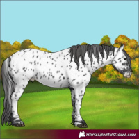Horse Color:Black Near Leopard