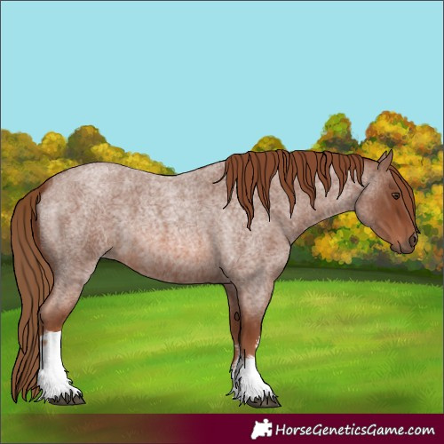 Horse Color:White Spotted Red Roan 