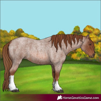 Horse Color:White Spotted Red Roan 