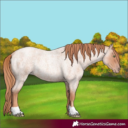 Horse Color:Gold Champagne Roan Rabicano
