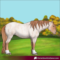 Horse Color:Gold Champagne Roan Rabicano