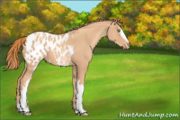 Horse Color:White Spotted Gold Champagne Roan Blanket 