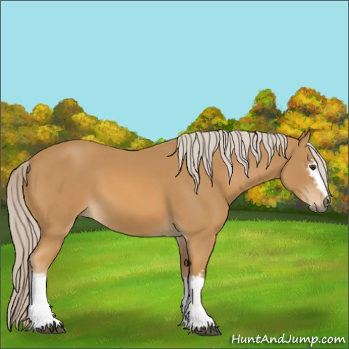 Horse Color:White Spotted Palomino 
