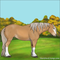 Horse Color:White Spotted Palomino