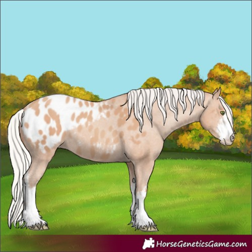 Horse Color:White Spotted Silver Classic Champagne Appaloosa