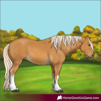 Horse Color:White Spotted Palomino 