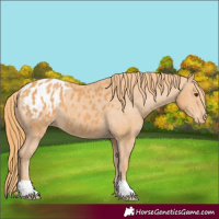 Horse Color:Chestnut Appaloosa 