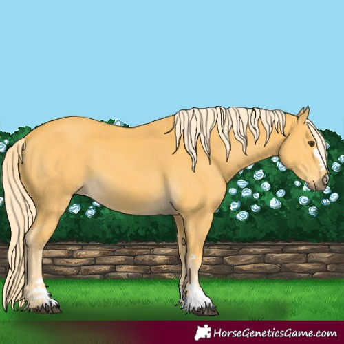 Horse Color:Palomino