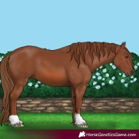 Horse Color:Chestnut 