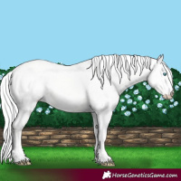 Horse Color:Cremello Dun 