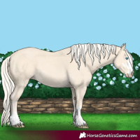 Horse Color:Cremello 