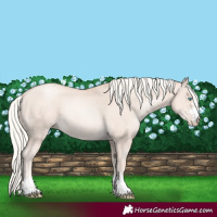 Horse Color:Gold Cream Champagne Pearl 