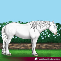 Horse Color:Gold Cream Champagne Pearl Appaloosa 