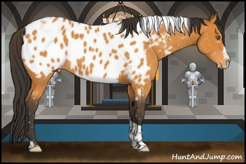 Horse Color:Buckskin Splash Tobiano Appaloosa 