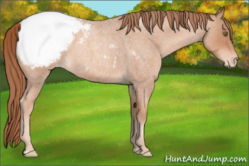Horse Color:Gold Champagne Roan Appaloosa 