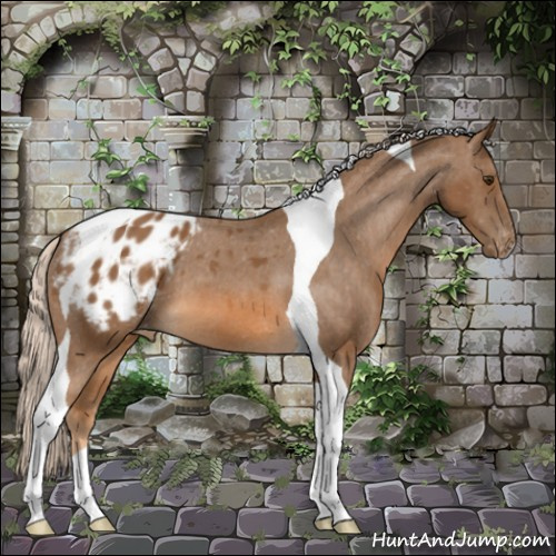 Horse Color:Chocolate Palomino Tobiano Appaloosa 