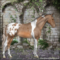 Horse Color:Chocolate Palomino Tobiano Appaloosa