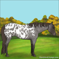Horse Color:Smoky Blue Roan Appaloosa