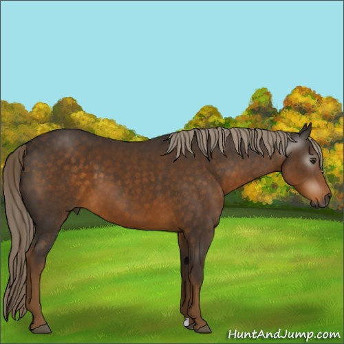 Horse Color:Gray Chocolate Palomino