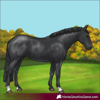 Horse Color:Black 