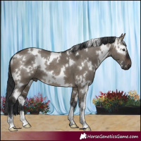 Horse Color:White Spotted Brown Dun 