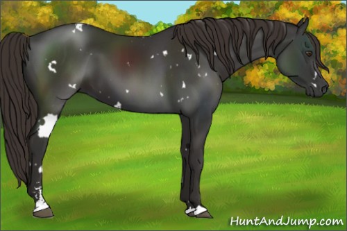 Horse Color:White Spotted Liver Chestnut Sabino 