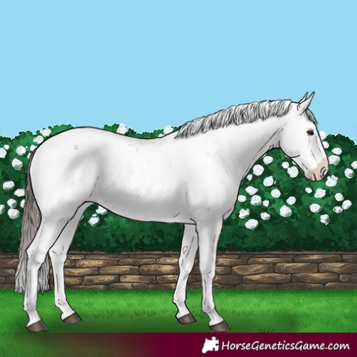 Horse Color:Liver Red Dun Sabino 
