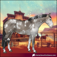 Horse Color:White Spotted Brown Dun Sabino