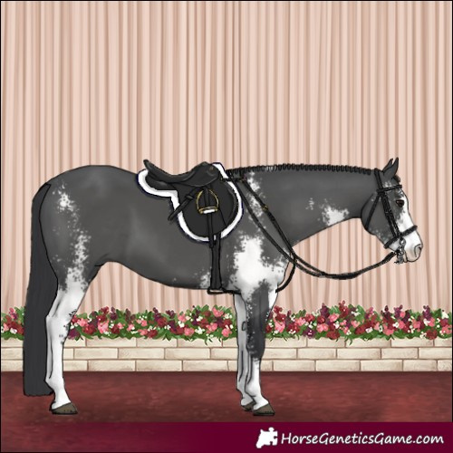 Horse Color:Black Sabino 