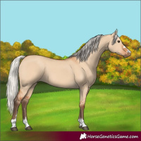 Horse Color:Silver Bay Dun 