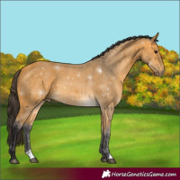 Horse Color:Buckskin 