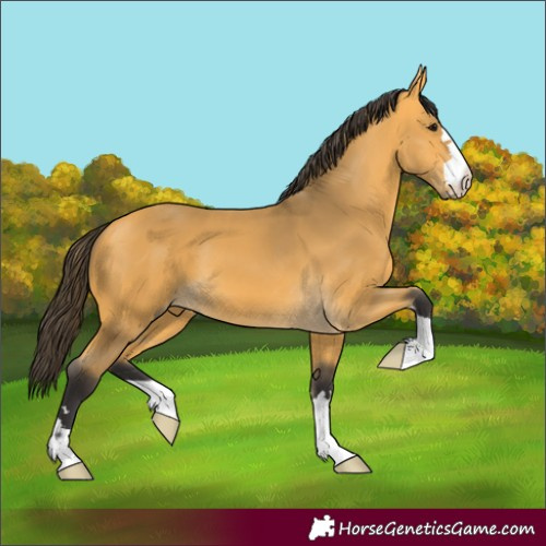 Horse Color:Buckskin 
