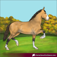 Horse Color:Buckskin 