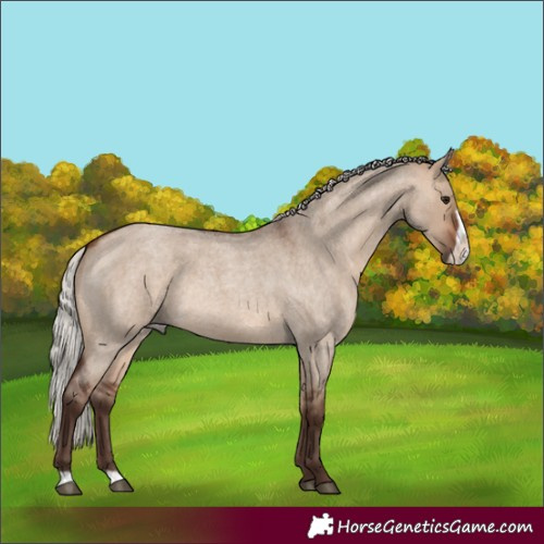 Horse Color:Silver Brown Roan Dun Frame 
