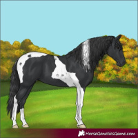 Horse Color:Black Tobiano 