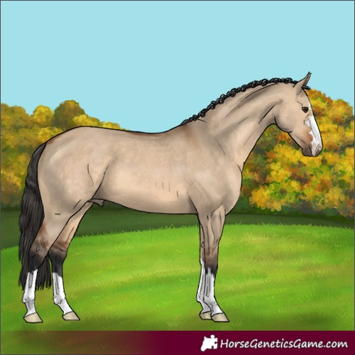 Horse Color:Bay Dun 
